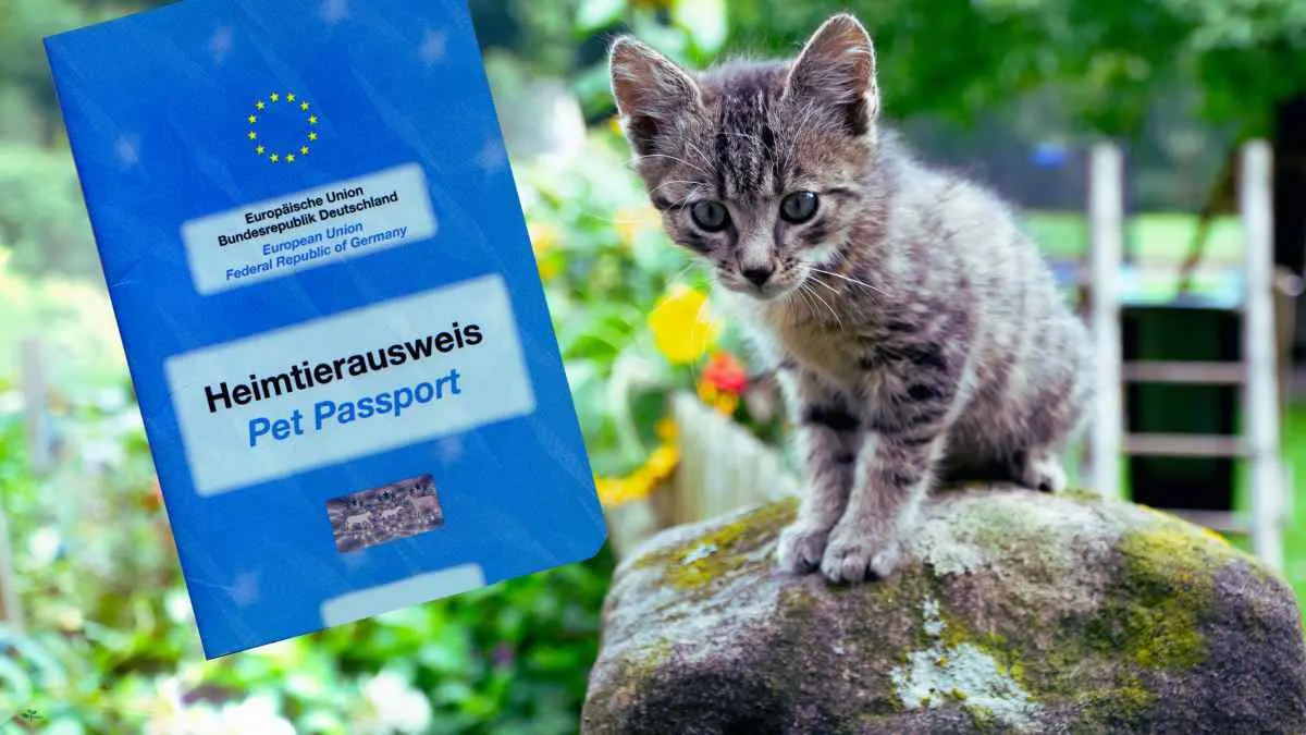 How Long Does It Take To Get A Pet Passport