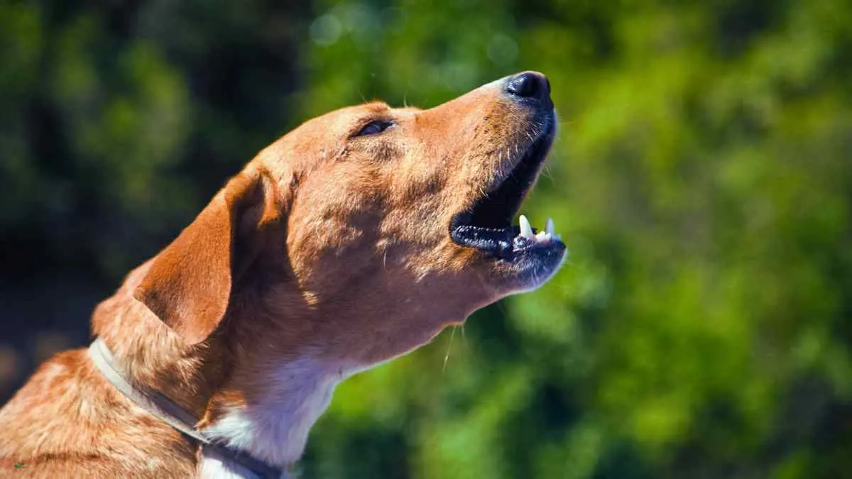 Travel With A Dog In Europe