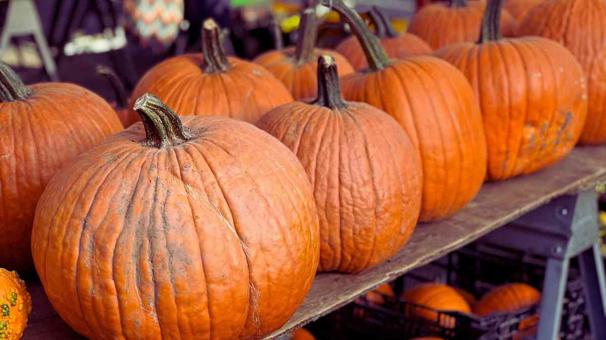 Australia Thanksgiving