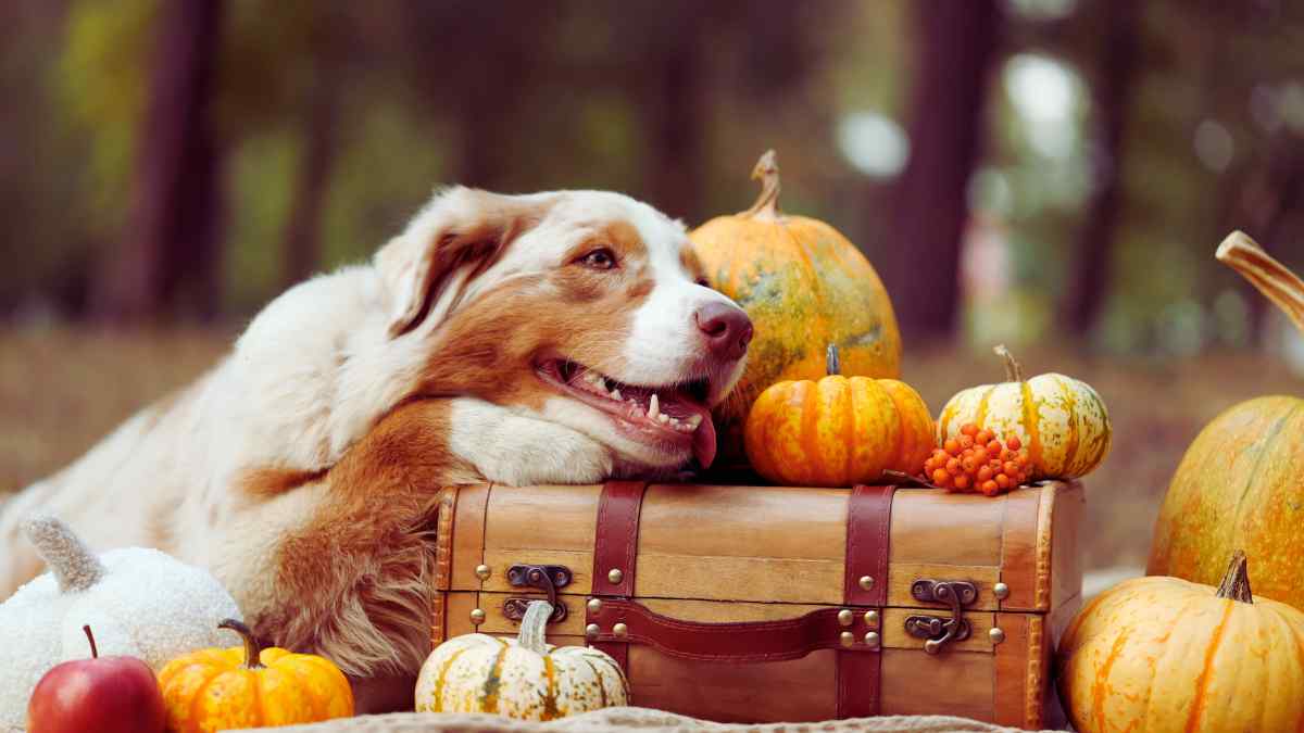 Germany Thanksgiving 